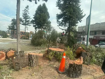 Avanza reforma que tipifica el ecocidio y que permitirá panteones ecológicos en Edomex