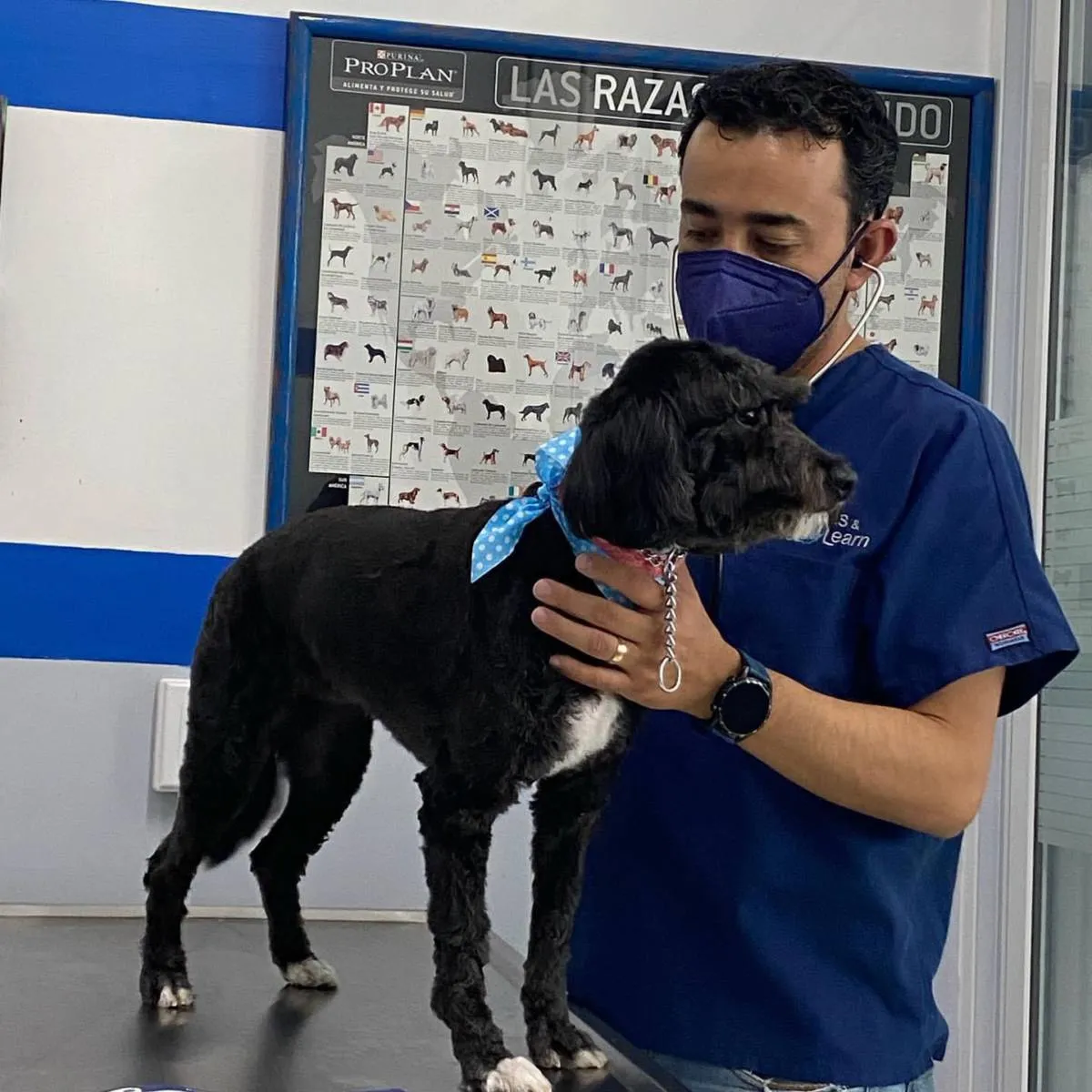 Olas de calor aumentan riesgo de salud en animales domésticos y de ganadería