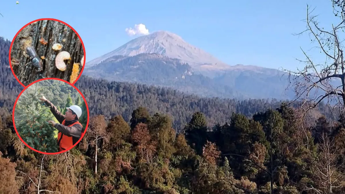 Controlan plagas agresivas de pino en los bosques de Amecameca