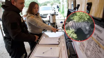 Tigre “Benzo” se aleja de zonas pobladas en Tepetlaoxtoc; descartan peligro inmediato