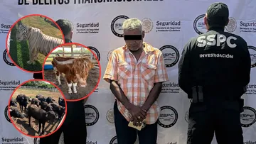 En un rancho localizaron más de 130 animales exóticos, entre ellos tigres, jaguares, hienas y leones.
