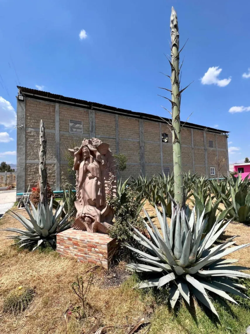 Productos con maguey, un legado ancestral que se mantiene en el Edomex
