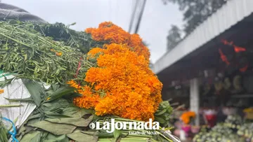 Edomex destina 2 mil hectáreas a la temporada de cempasúchil