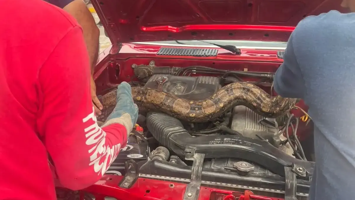 Bomberos auxilian a mujer que traía una boa en el motor de su auto
