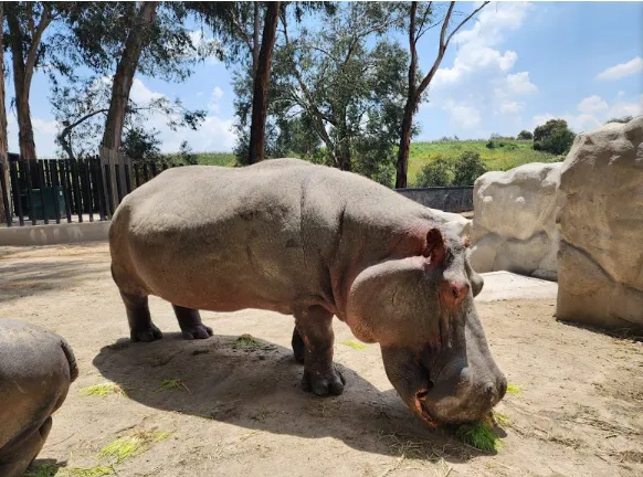 Zoológico de Zacango: enfocado en el entorno de sus especies