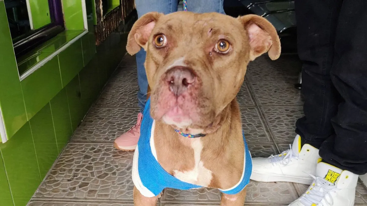 Suman 448 denuncias por maltrato animal en lo que va del 2023