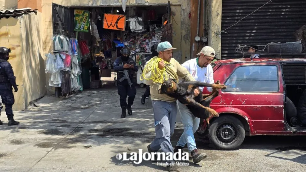 Rescatan a perros criados para peleas clandestinas en el centro de Toluca