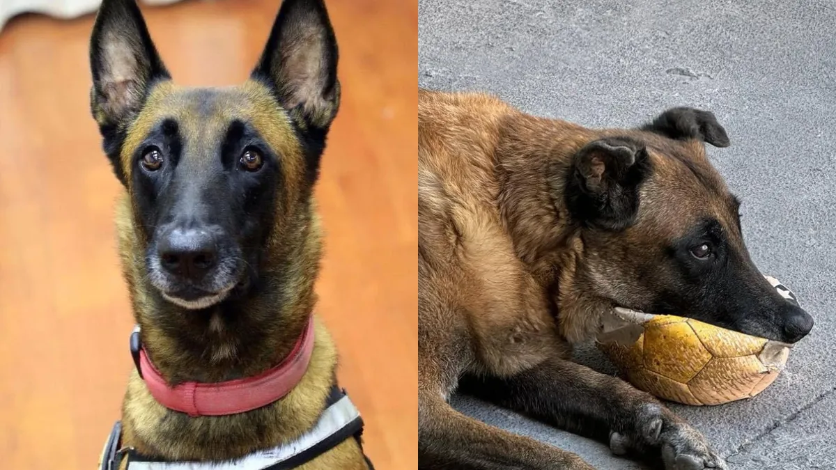 El pastor belga Rex, un verdadero héroe canino, falleció y dejó un legado imborrable en la historia de los rescates en México.