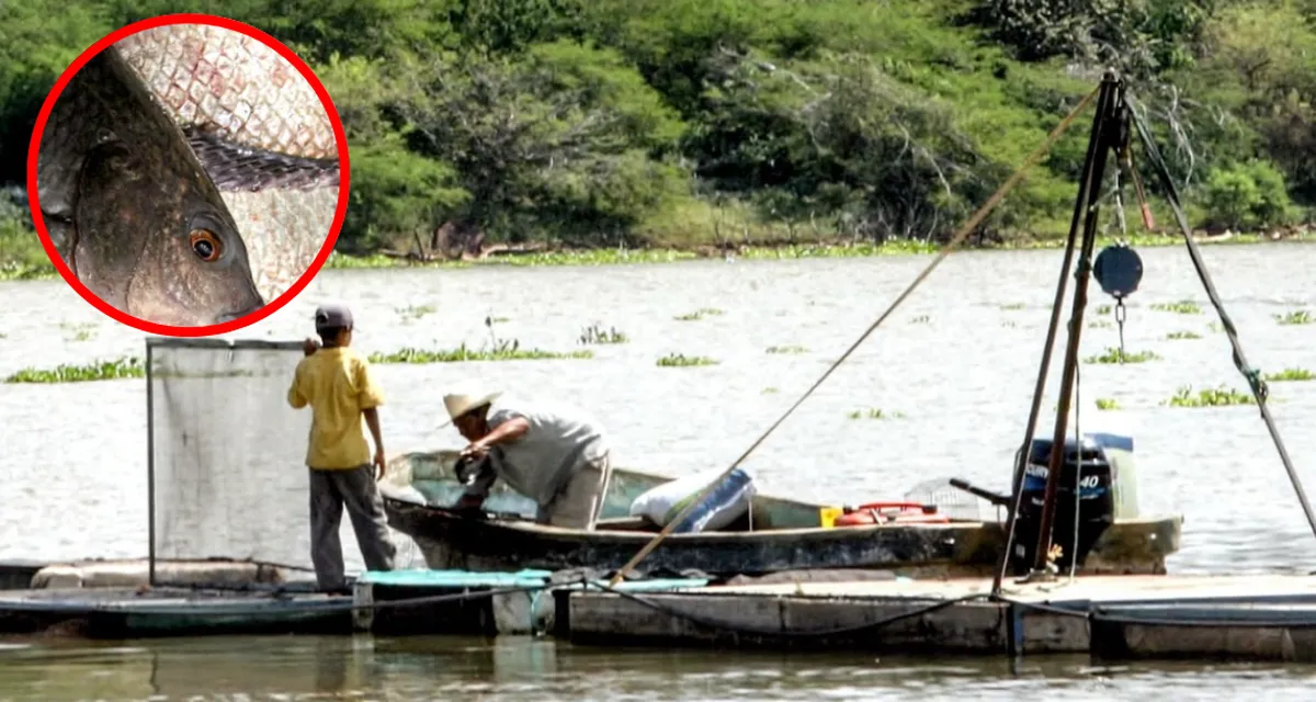 Cría de mojarra tilapia en Cutzamala