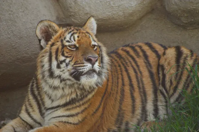 Zoológico de Zacango: enfocado en el entorno de sus especies