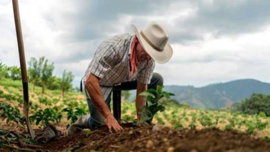 Pandemia benefició a productores del campo