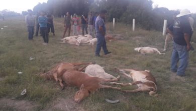 Había alrededor de 100 borregos en el transporte