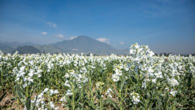 Floricultores esperan gran derrama económica