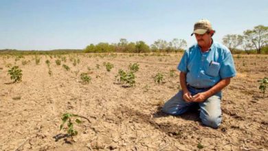 Cae producción de alimento en Edomex