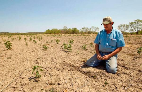 Cae producción de alimento en Edomex