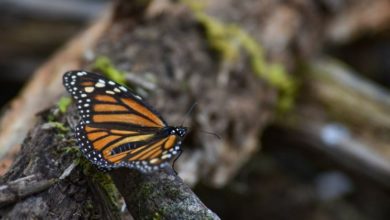 Mariposa Monarca