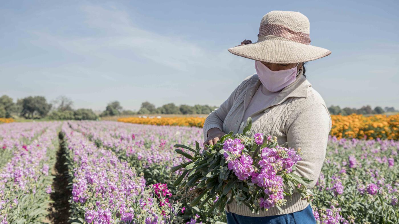 Floricultores mexiquenses