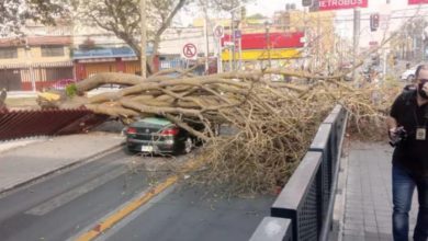 Árboles caídos en zonas de la Ciudad de México, ayer domingo, provocado por las rachas de viento que llegaron acompañadas de una tolvanera. Foto @SGIRPC_CDMX