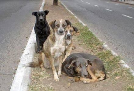 perros de la calle