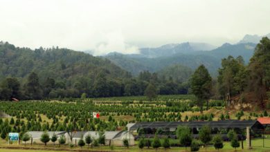 Bosque Esmeralda, donde se encuentra el primer santuario de luciérnagas