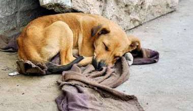 Perro dormido en la calle