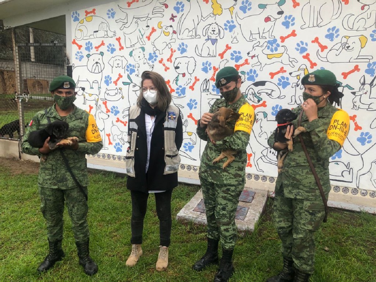 Militares rescataron a los animalitos