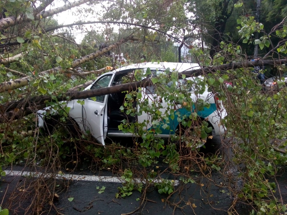 Automóvil atrapado por árbol