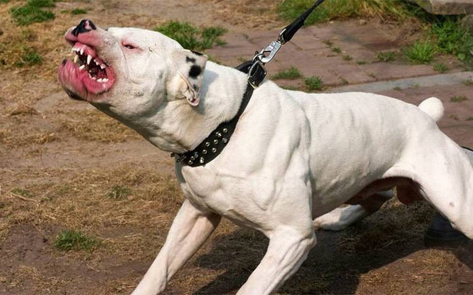 perros pit bull