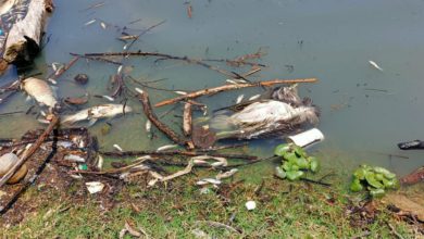 En la presa han muerto cientos de peces