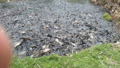 Aún no se ha determinado la causa de muerte de los peces