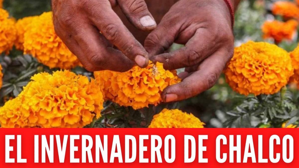 Flor de cempasúchil del invernadero de la familia Castañeda Cruz
