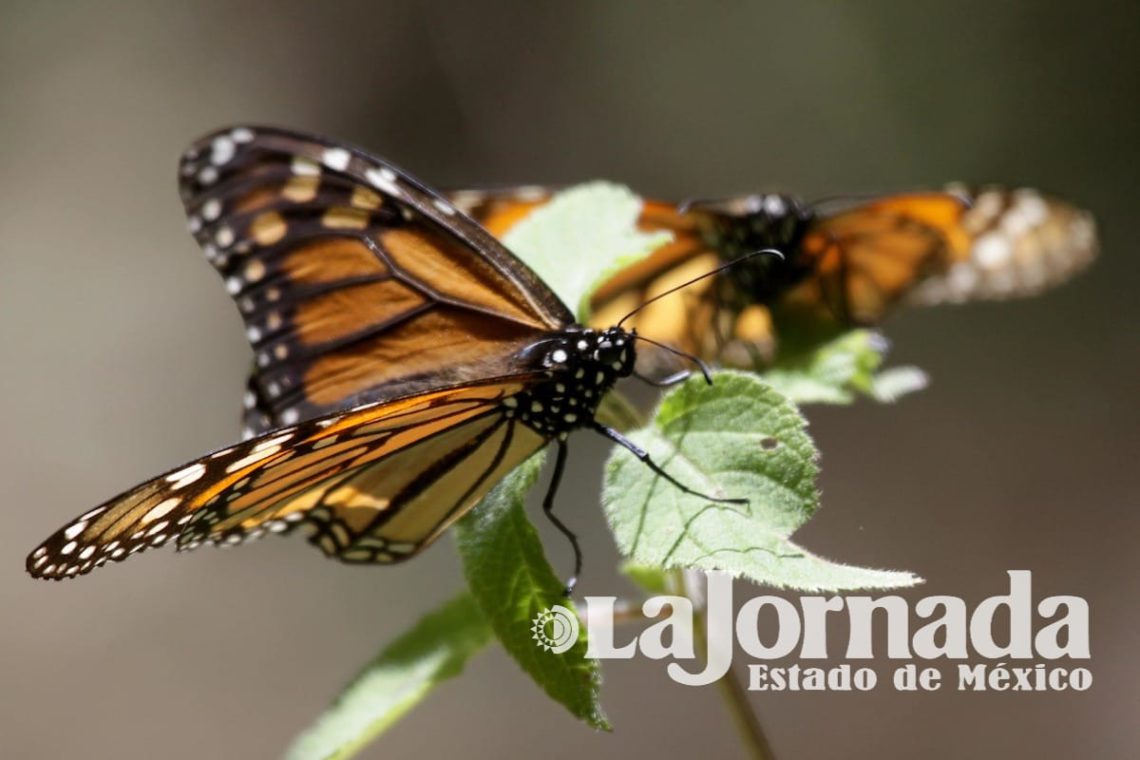 Santuarios de la Mariposa Monarca