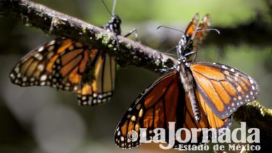 Santuarios de la Mariposa Monarca