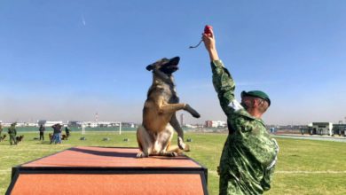 perros militares