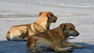 perros de Berros