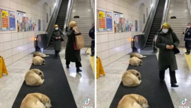 perros callejero duerman en el metro