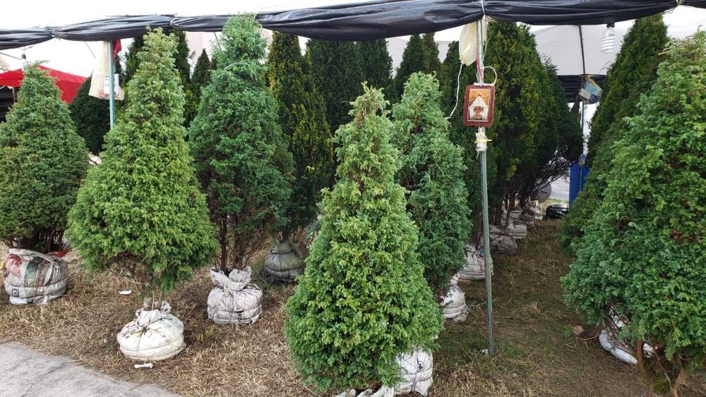 Ecocentros para árboles de navidad naturales se instalarán en Toluca
