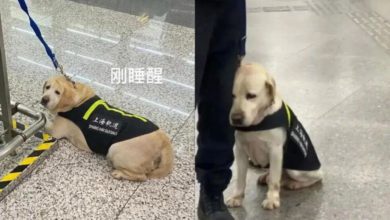 Perrito de seguridad