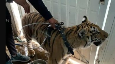 Aseguran tigre de bengala en domicilio particular de Chimalhuacán