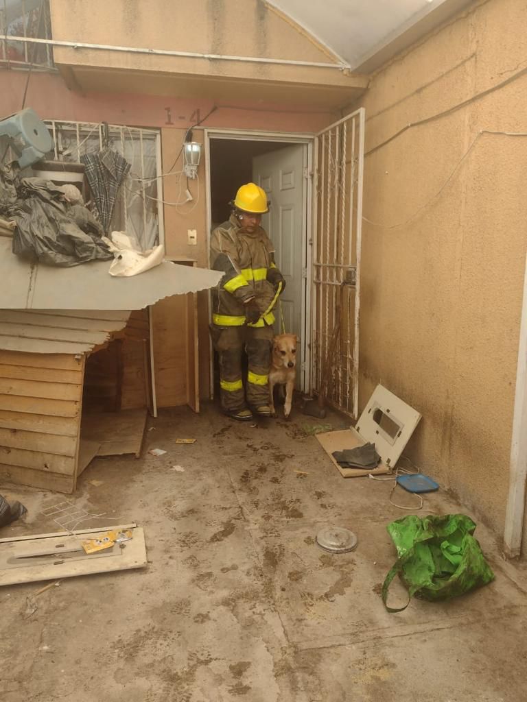 perros abandonados en Tecámac