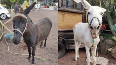 Feria Nacional del Burro de Otumba