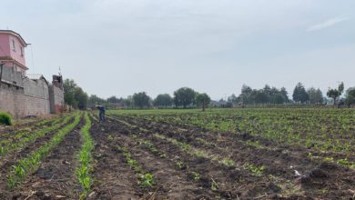 cosecha en Texcoco