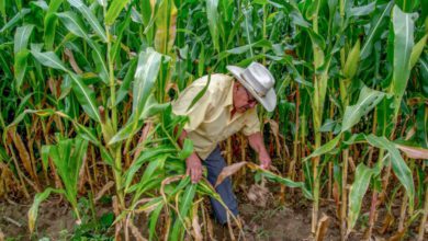 Apoyos a campesinos