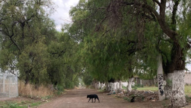 ataques de perros en Teotihuacán