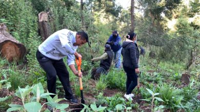 Participan más de 500 voluntarios en primera reforestación en Amecameca