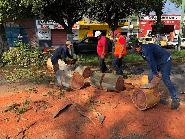 Derriban más de 500 árboles en Chalco