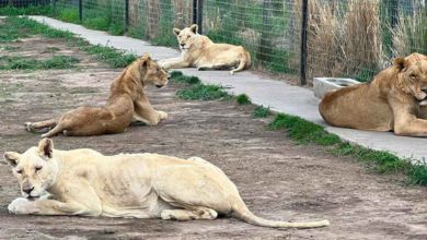 Felinos del predio del Ajusco