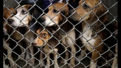 Perros beagles rescatados