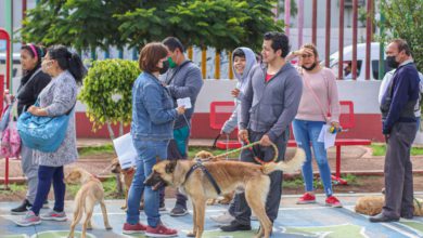 Perros callejeros en Chimalhuacán