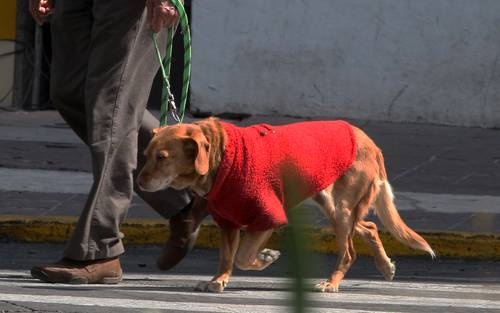 envenenamiento de perros y gatos